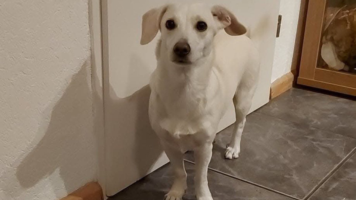 Bailey
