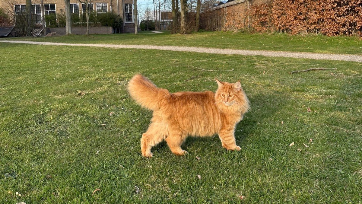 Tijger