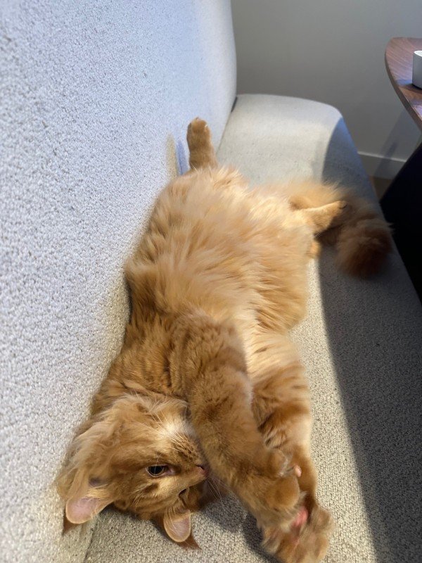 Tijger
