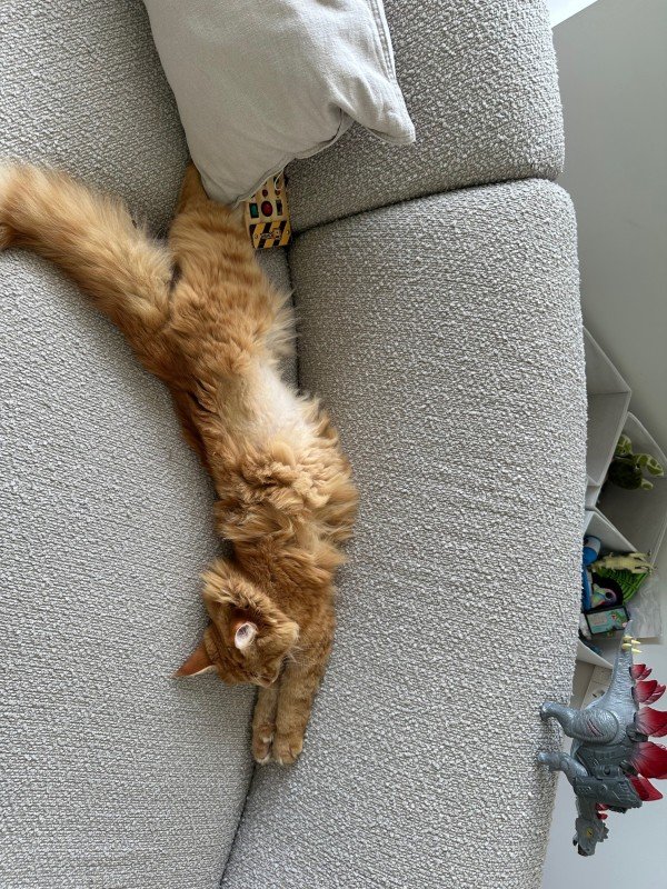 Tijger