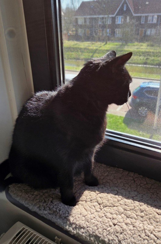 Nala