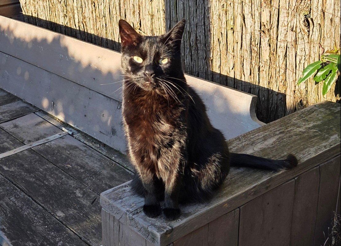 Nala