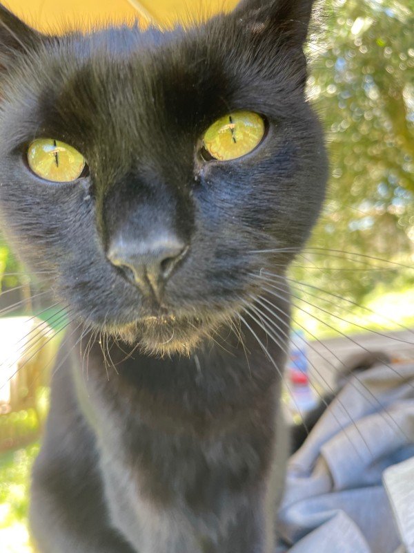 Bibi