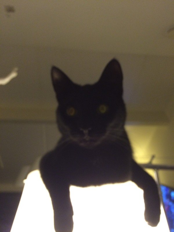 Bibi