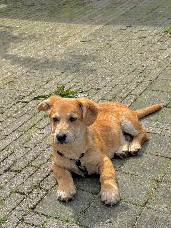 Theo