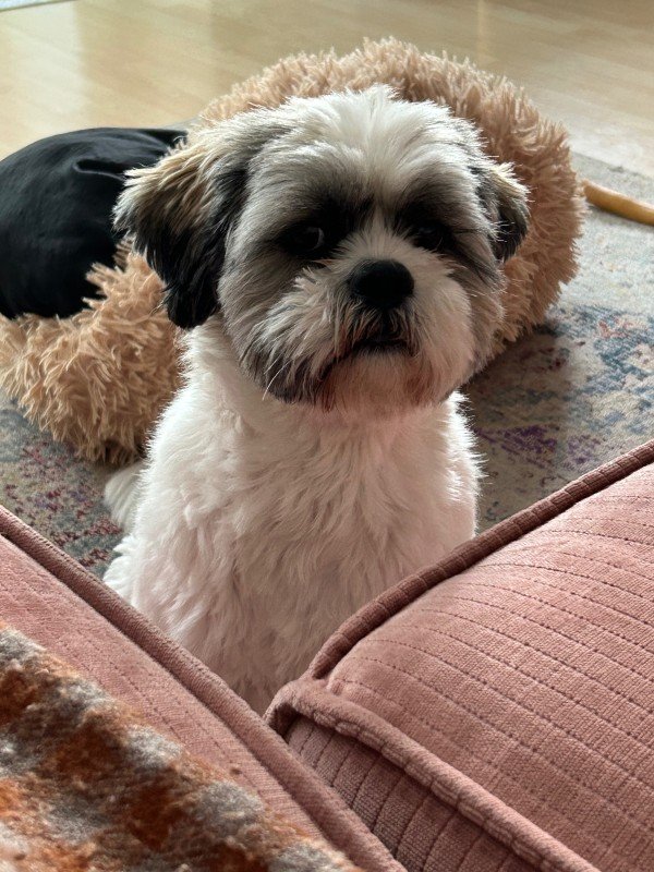 Balou