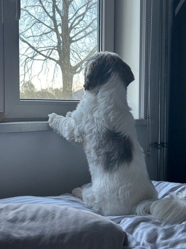 Balou