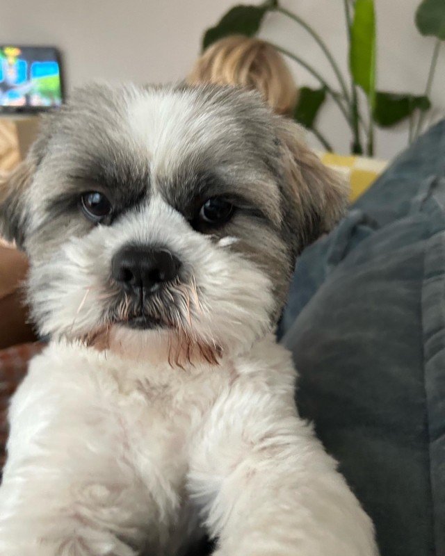 Balou