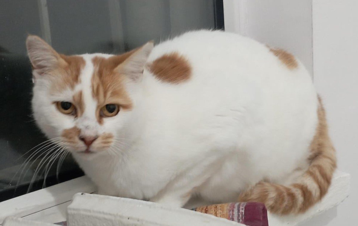 Pasha
