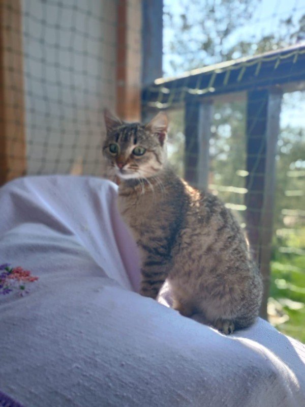 Maya