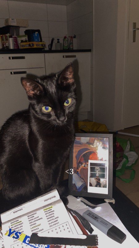 Poes
