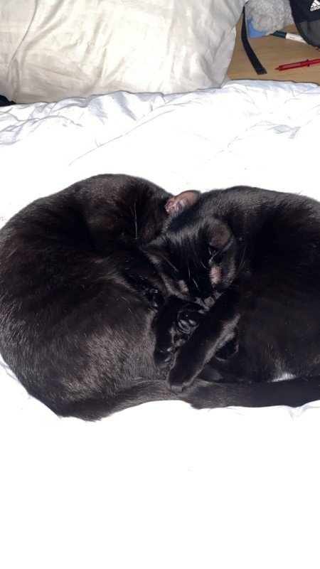 Poes