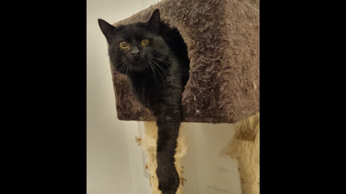 Denzel (FIV+)