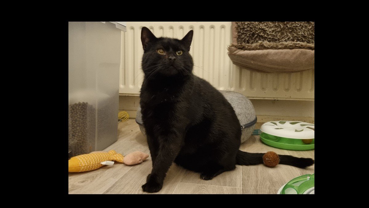 Denzel (FIV+)