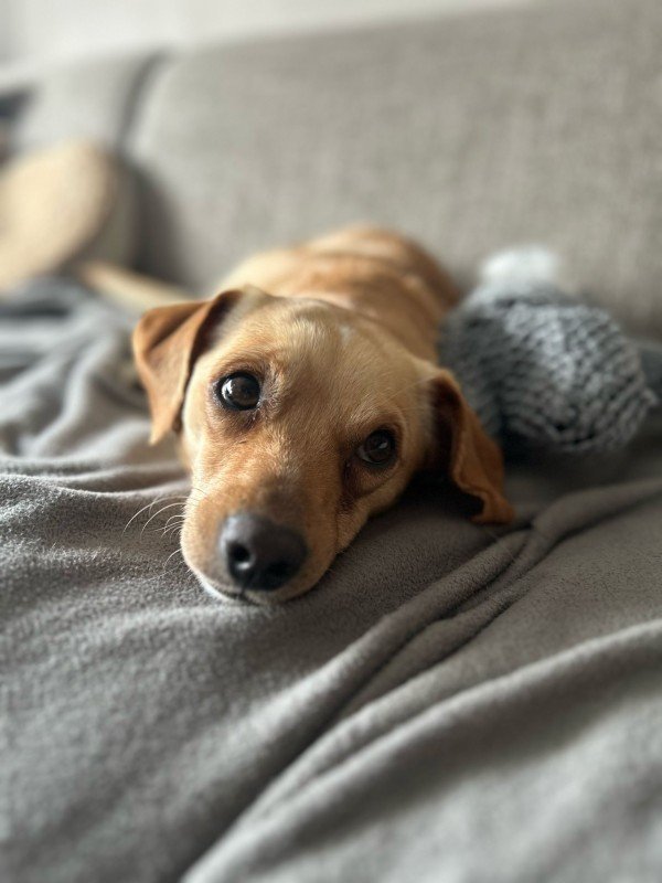 Bowie