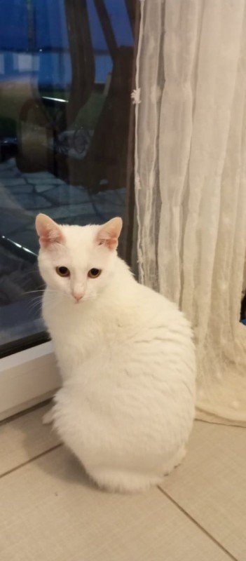 Bijou