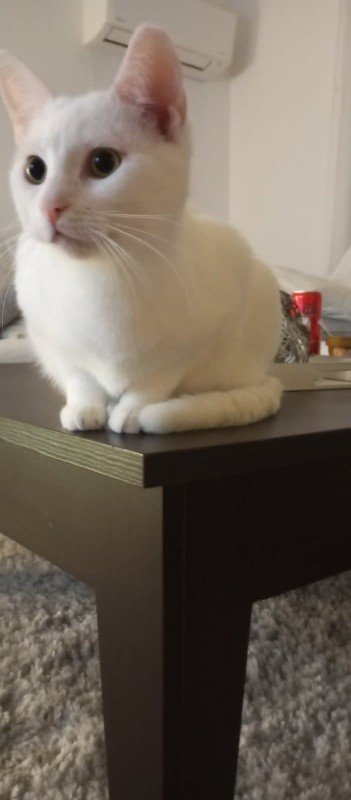 Bijou