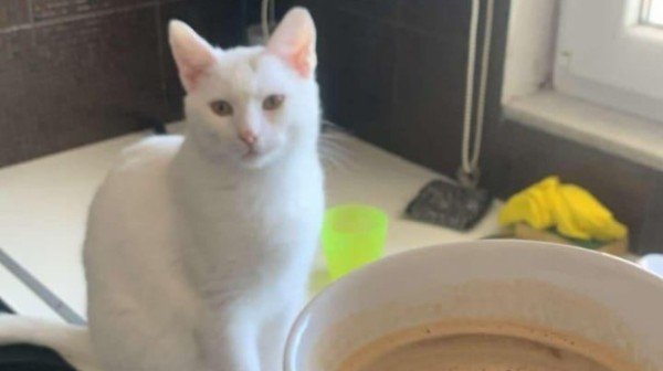 Bijou