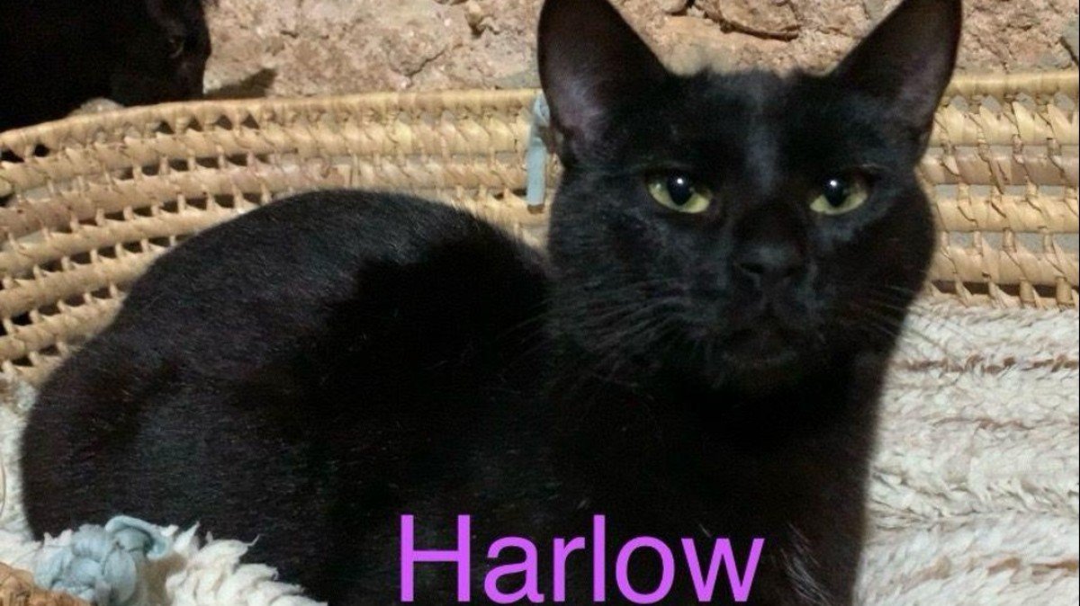 Harlow