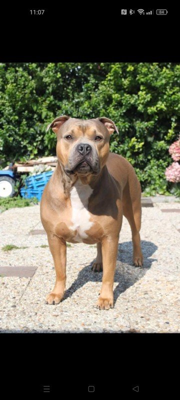 *SPOED* Akela