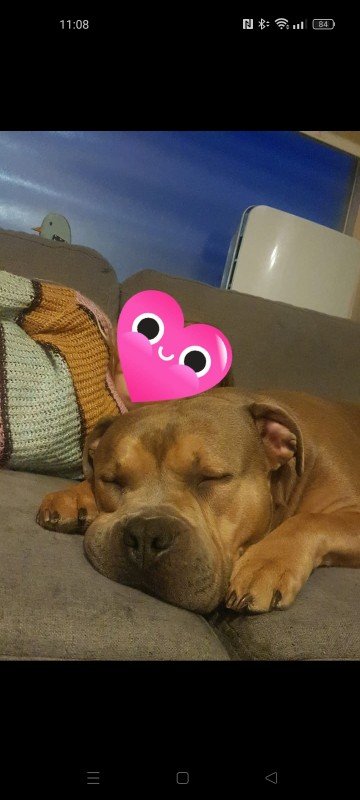 *SPOED* Akela