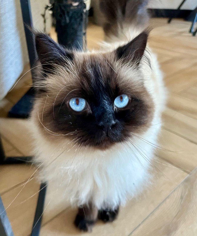 Pumba