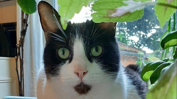 Frits