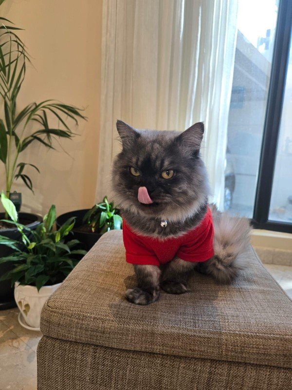 Tom