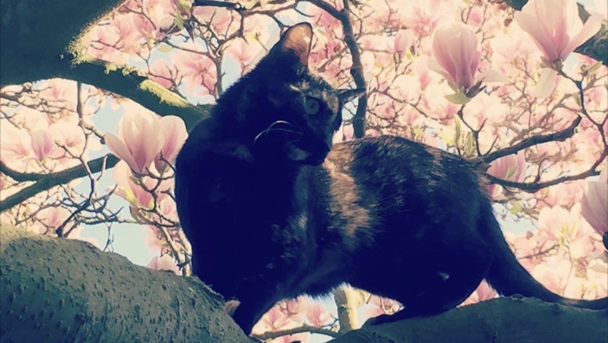 Nera