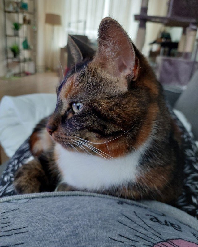 *SPOED* Bibi