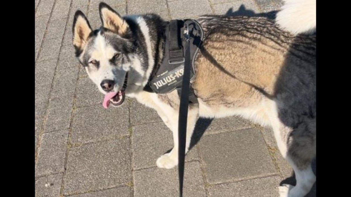 Tulok - Verhuisdieren.nl