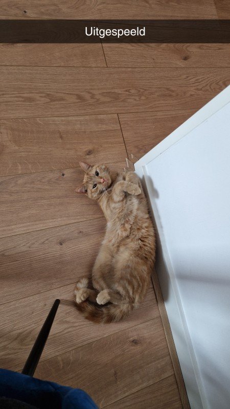 Whiskey