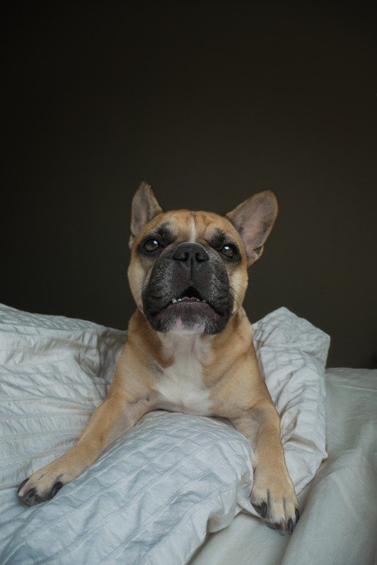 Lola