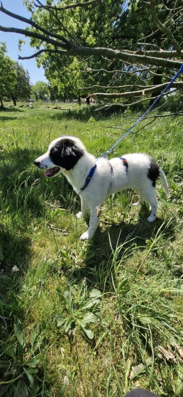 Heidi