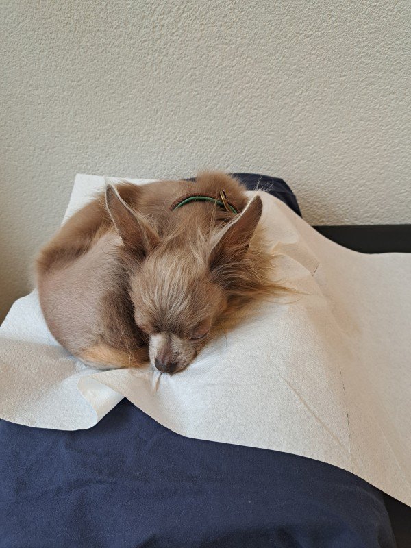 Toby