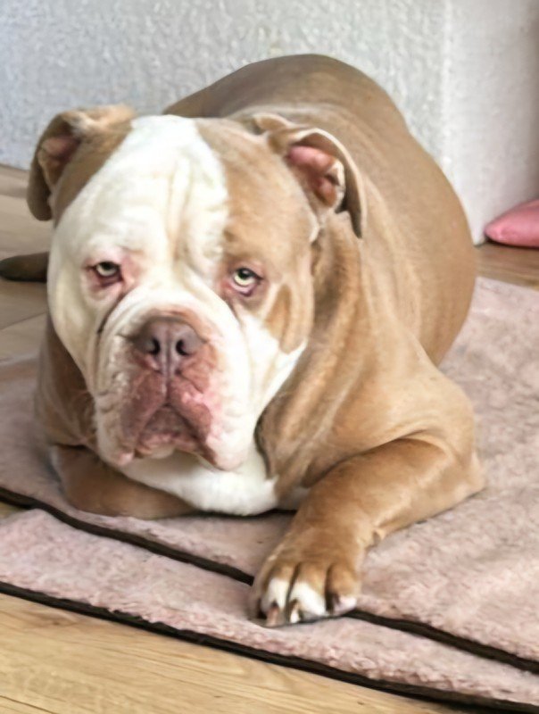 Otis