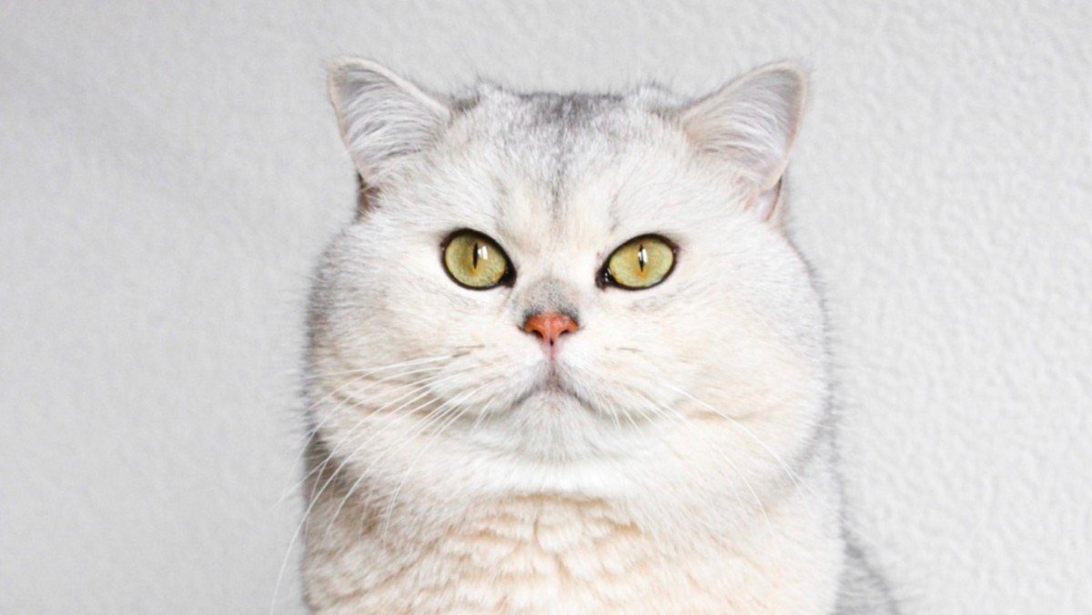 Meeko