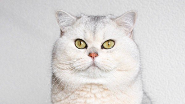 Meeko