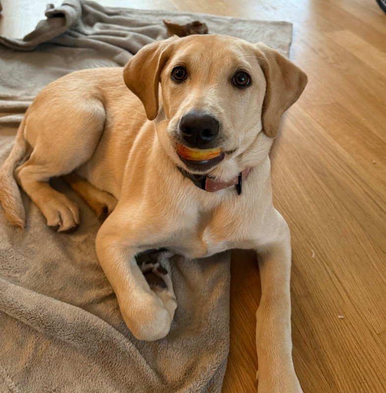 Lilly