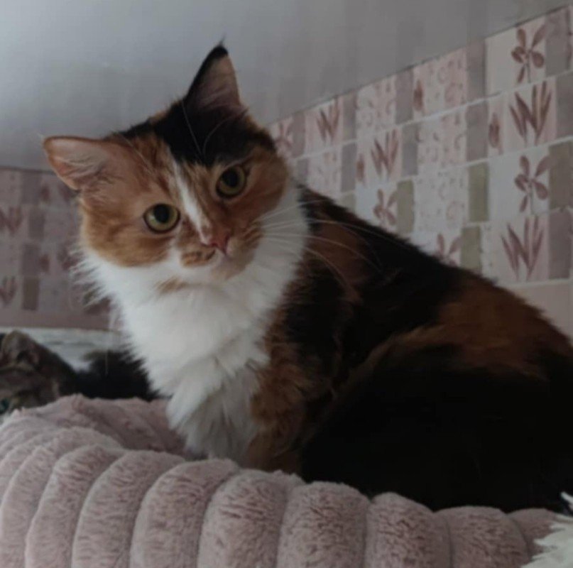 Evi