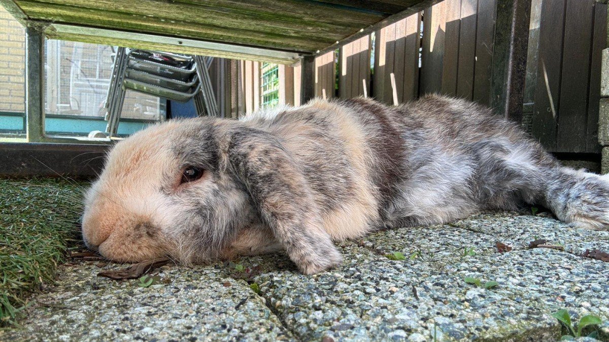 Bumi
