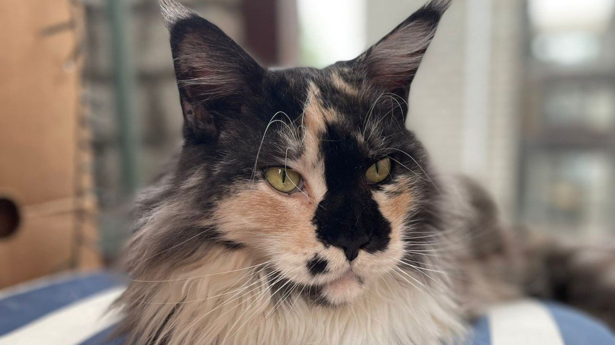 Nala