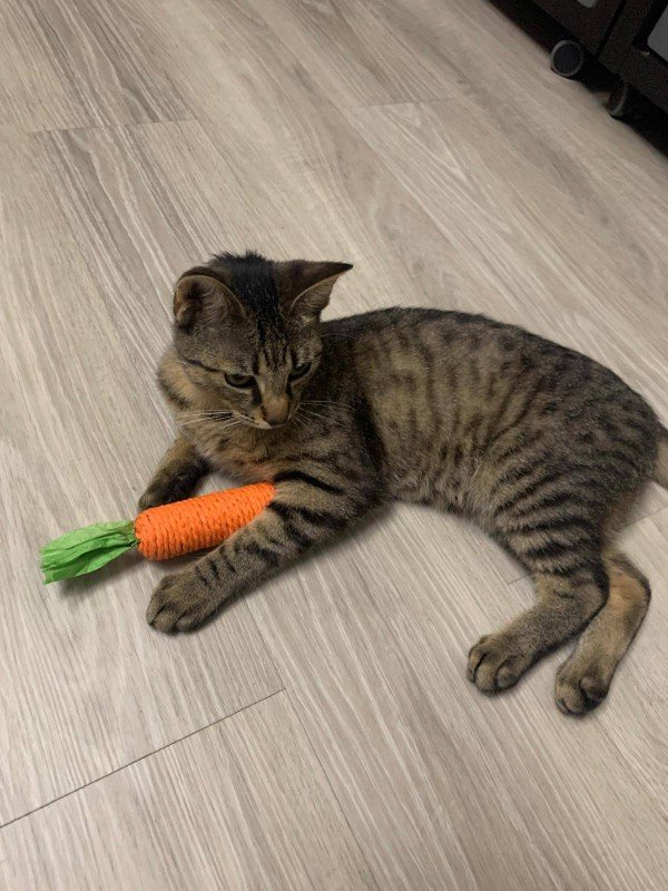 Oliver
