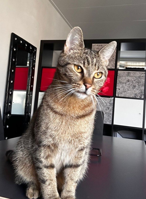 Oliver