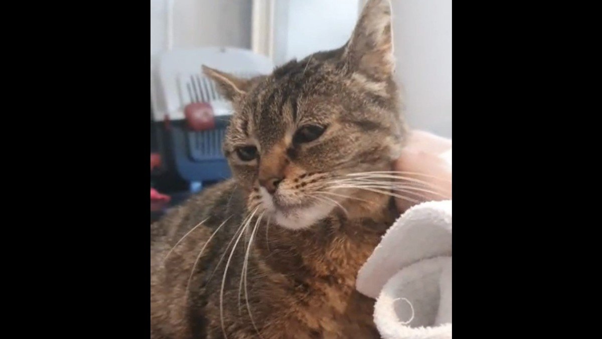 Pip