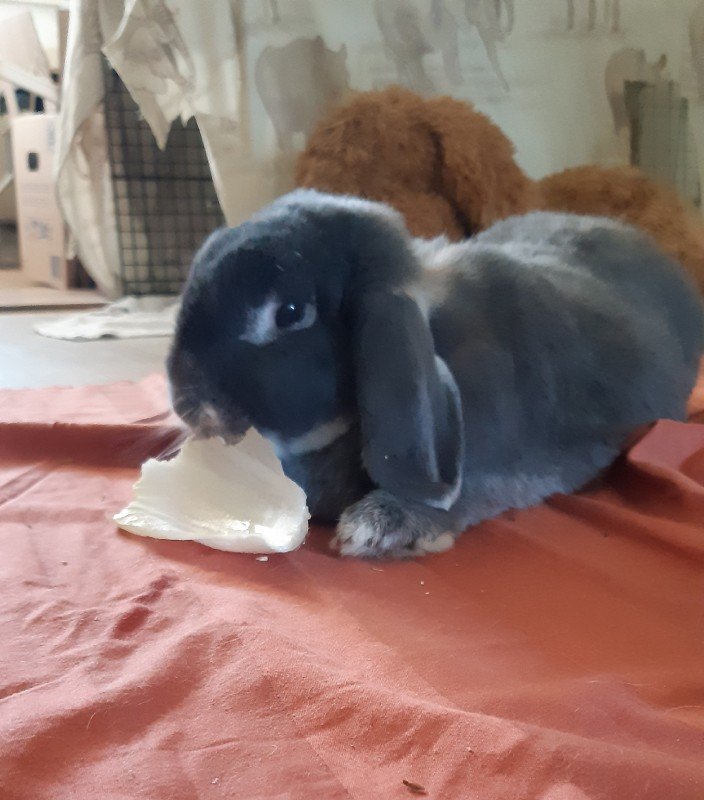 Stampertje