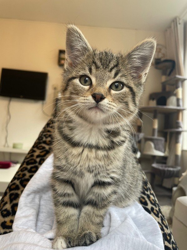 Feline