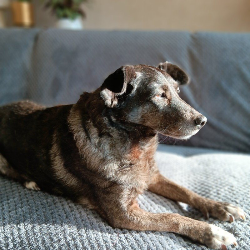 Tika
