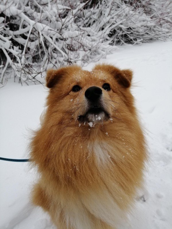 Benji