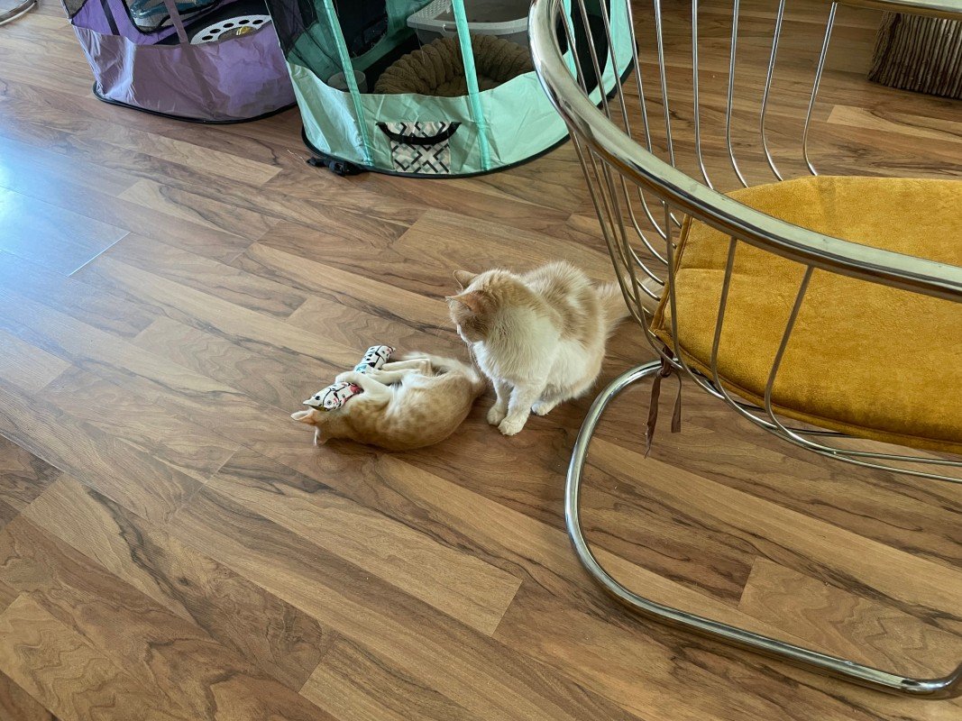 Chuki